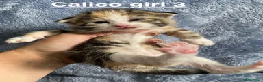 Cakico girl 3
