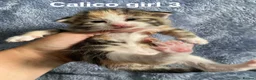 American Shorthair cats for sale: Beautiful litter  - Advert 7
