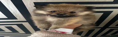 Pomeranian 4