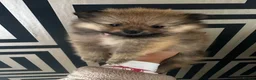 Pomeranian dogs for sale: 🐾 5 Pom Puppies Looking for Their Forever Homes  in Plymouth - Advert 15