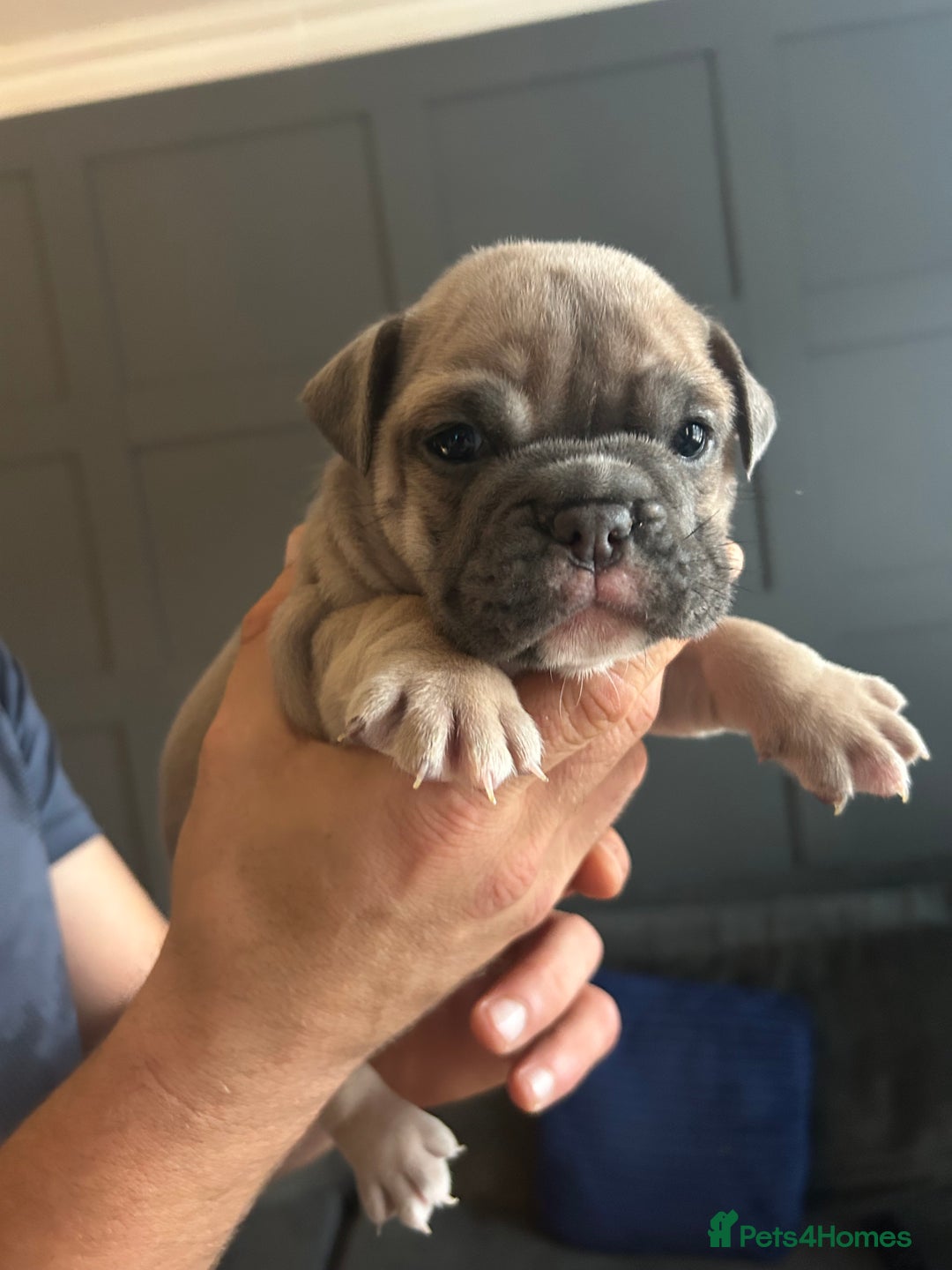 Mixed Breed dogs for sale: Bulldog puppy’s  - Image 3