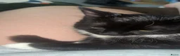 Mixed Breed cats for sale: Salem - Advert 8