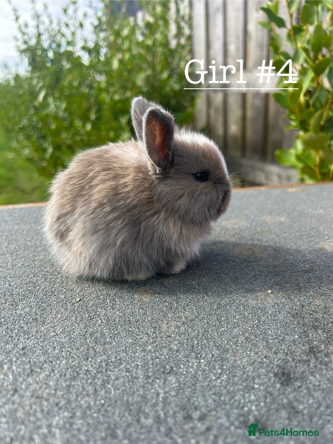 Mini Lion Lop rabbits for sale: 4 Lion Lop Kits for sale - Ready 4th November  - Image 9
