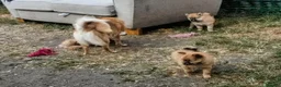 Pomeranian dogs for sale:  1 boys - Advert 17