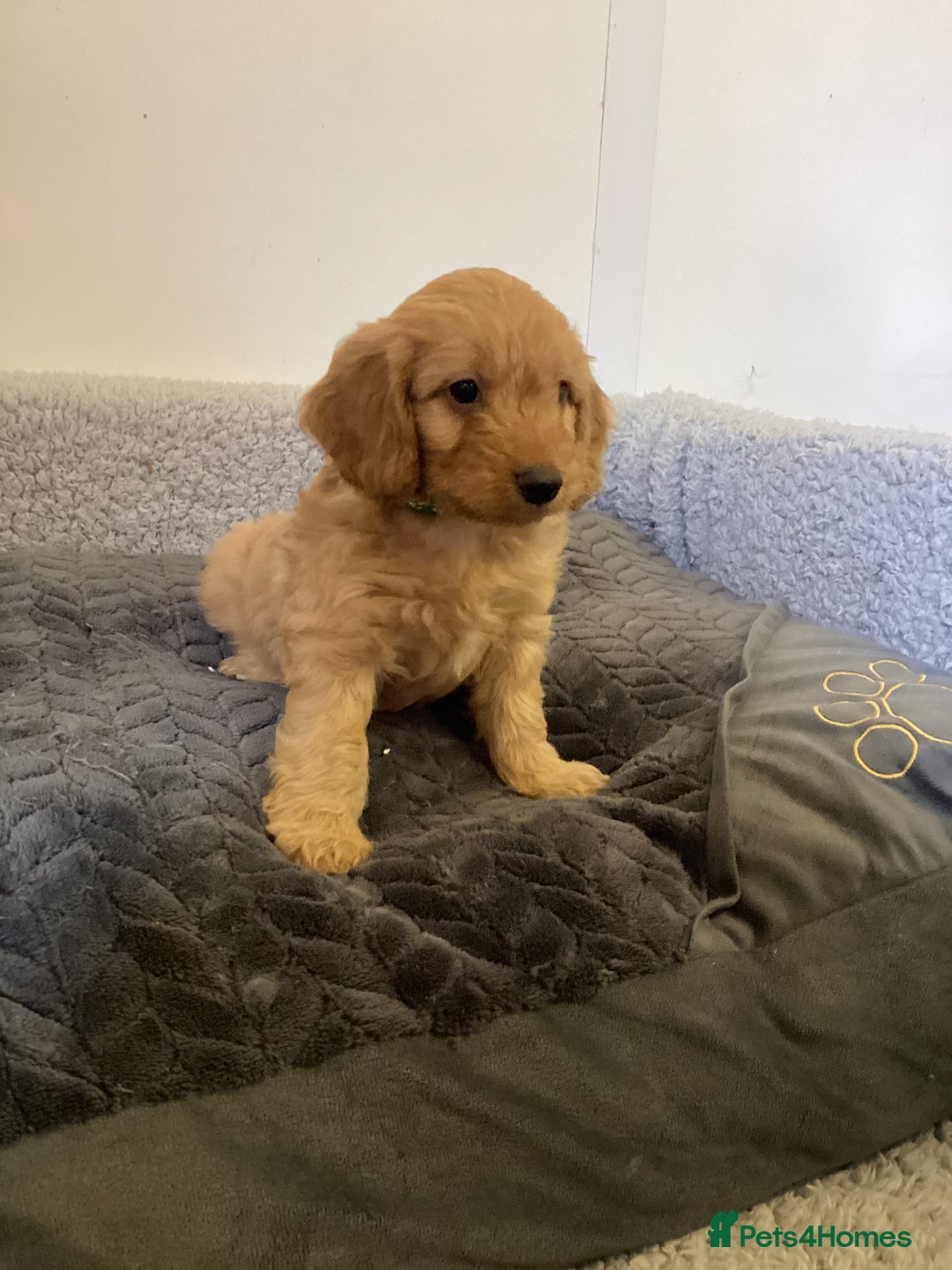Cockapoo dogs for sale: F1 cockapoos  - Image 2