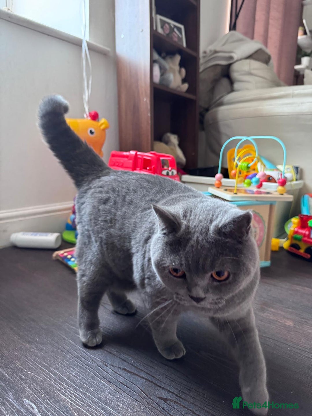British Shorthair cats for sale: British shorthair Mimi Looking for a Loving Home  - Image 9