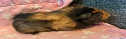 Guinea Pig rodents for sale: 2 baby guinea pigs, sows - Advert 1