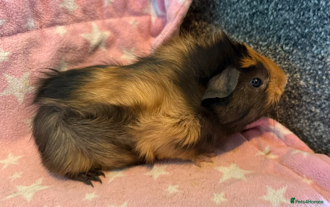 Guinea Pig rodents for sale: 2 baby guinea pigs, sows - Advert 1