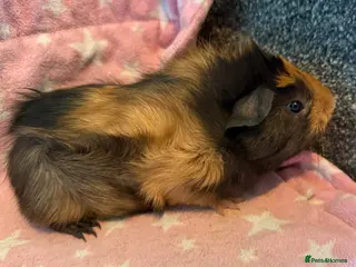 Guinea Pig rodents 2 baby guinea pigs, sows - Advert 13