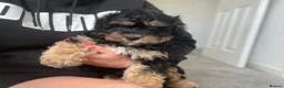 Cavachon dogs for sale: Cavachon boy puppy - Advert 6