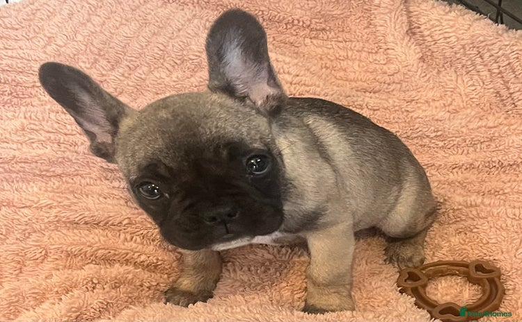 French Bulldog dogs - Advert 16