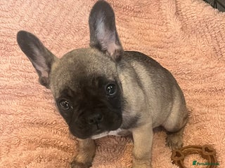 French Bulldog dogs - Advert 7