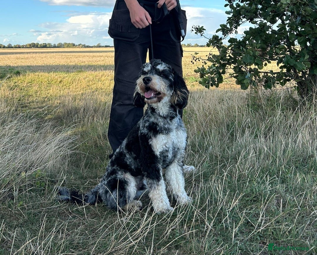 Cockapoo dogs for sale: Reggie the Blue Merle Tri coloured Cockerpoo  - Image 4