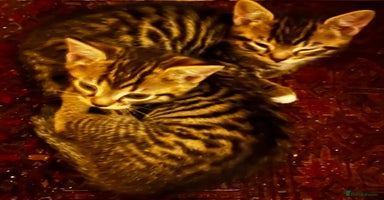 Bengal cats  25 d3c Bengal X KittensWith Famous References!  - Advert 2
