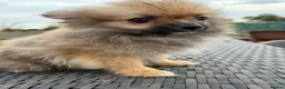 Pomeranian dogs for sale: Tiny Pom boy - Advert 5