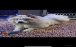 Chow Chow dogs for sale: Marnie Aged 2 - Image 8