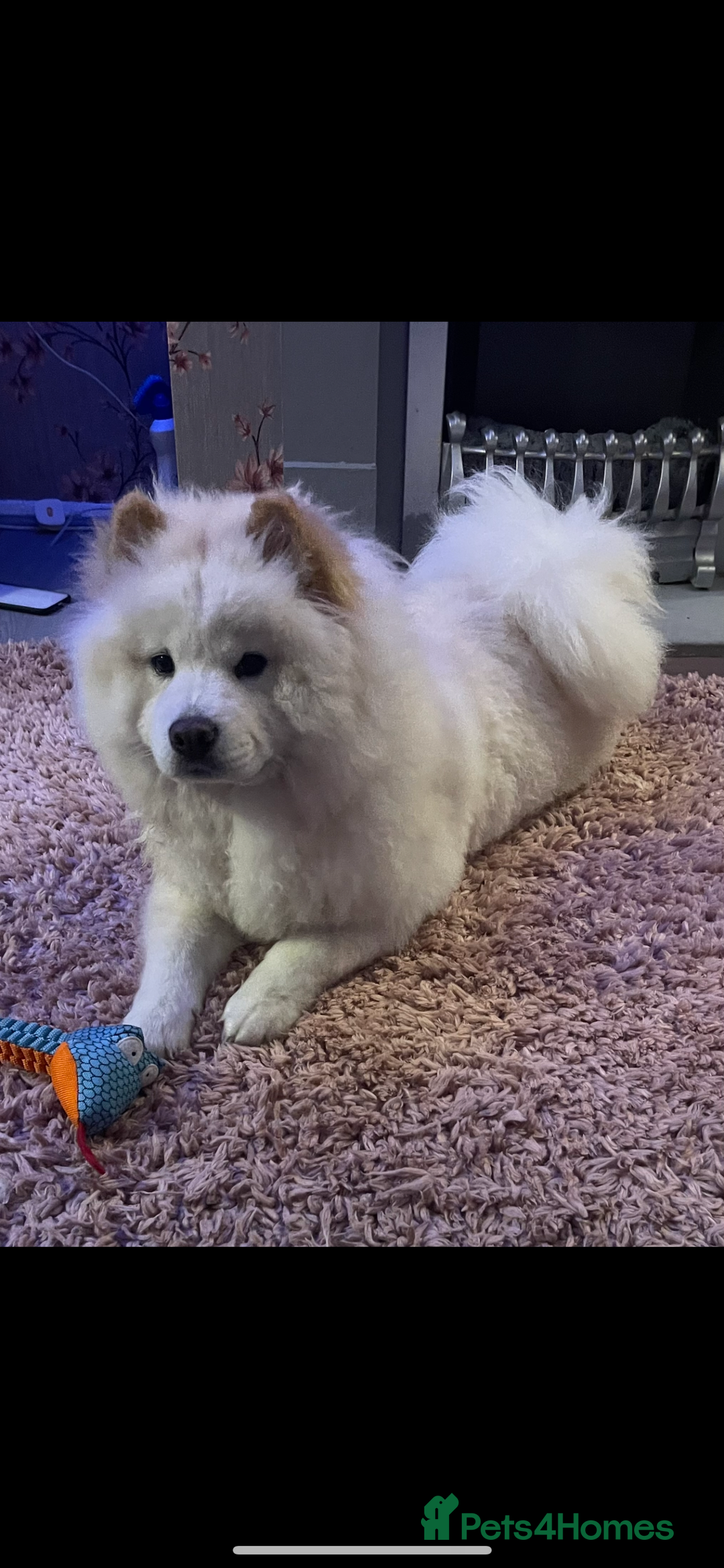 Chow Chow dogs for sale: Marnie Aged 2 - Image 8