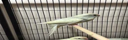 Parakeets birds for sale: Kakariki parakeet  - Advert 2