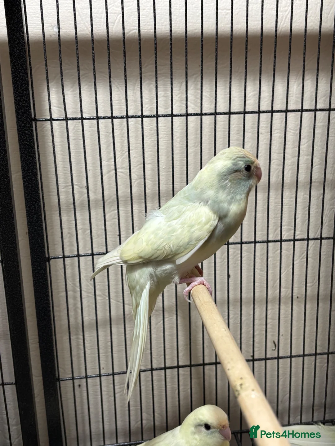 Parakeets birds for sale: Kakariki parakeet  - Advert 2