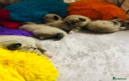 Ragdoll cats for sale: Ragdoll kittens  - Image 19