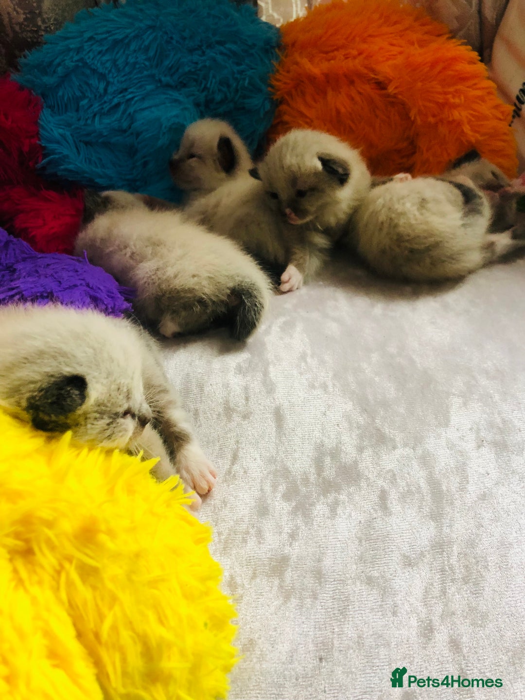 Ragdoll cats for sale: Ragdoll kittens  - Image 19
