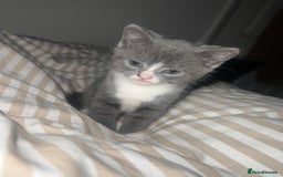 British Shorthair cats for sale: British blue  - Image 6