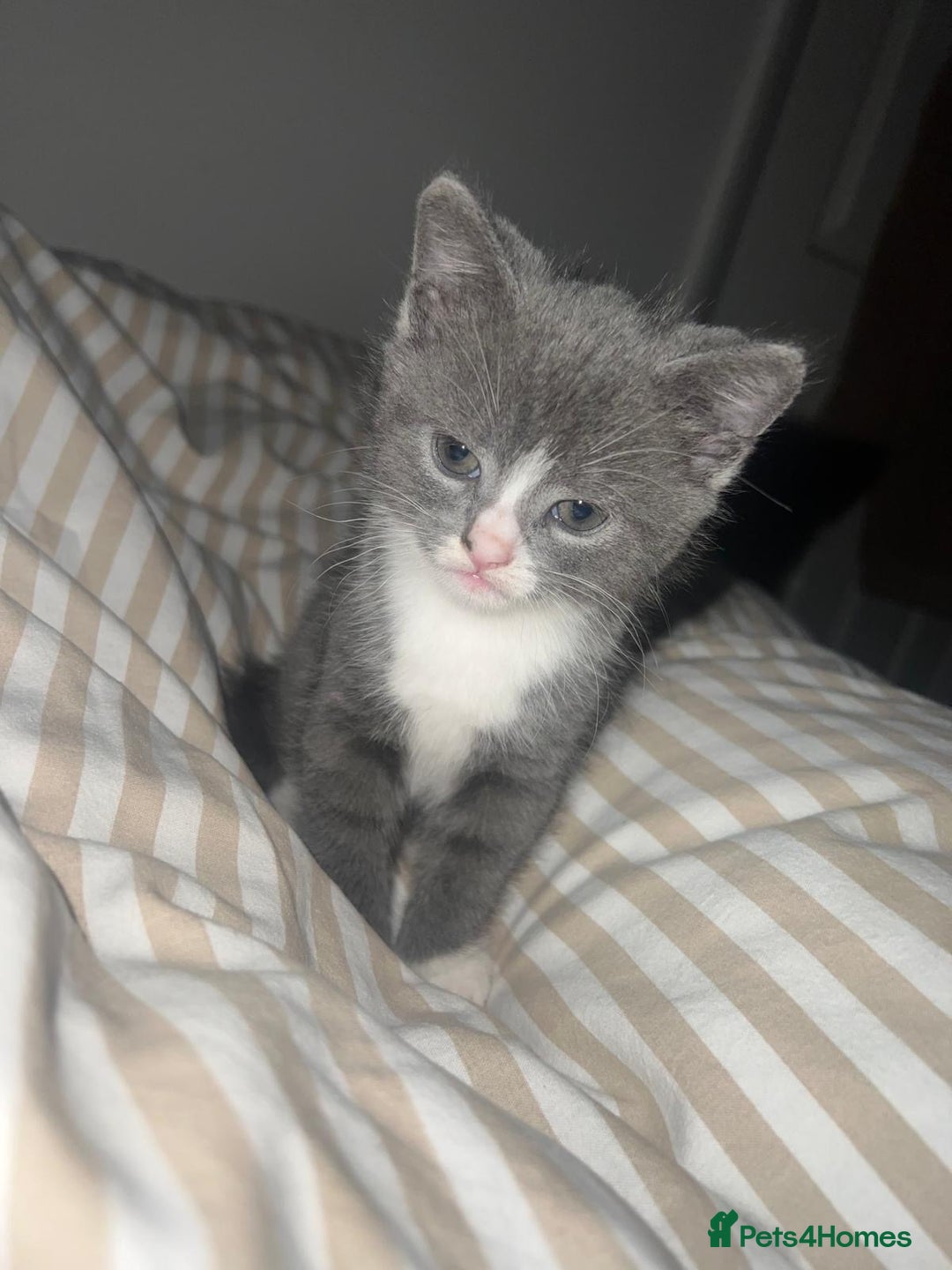 British Shorthair cats for sale: British blue  - Image 6