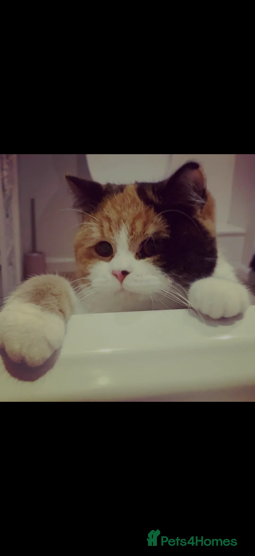British Shorthair cats for sale: 7 year old female  - Advert 2