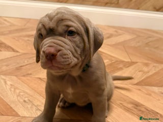 Mastiff dogs Neapolitan x Cane Corso Mix - Advert 5