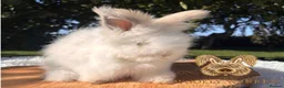 Angora rabbits for sale: Fully Vaccinated Pedigree English Angoras  - Advert 12
