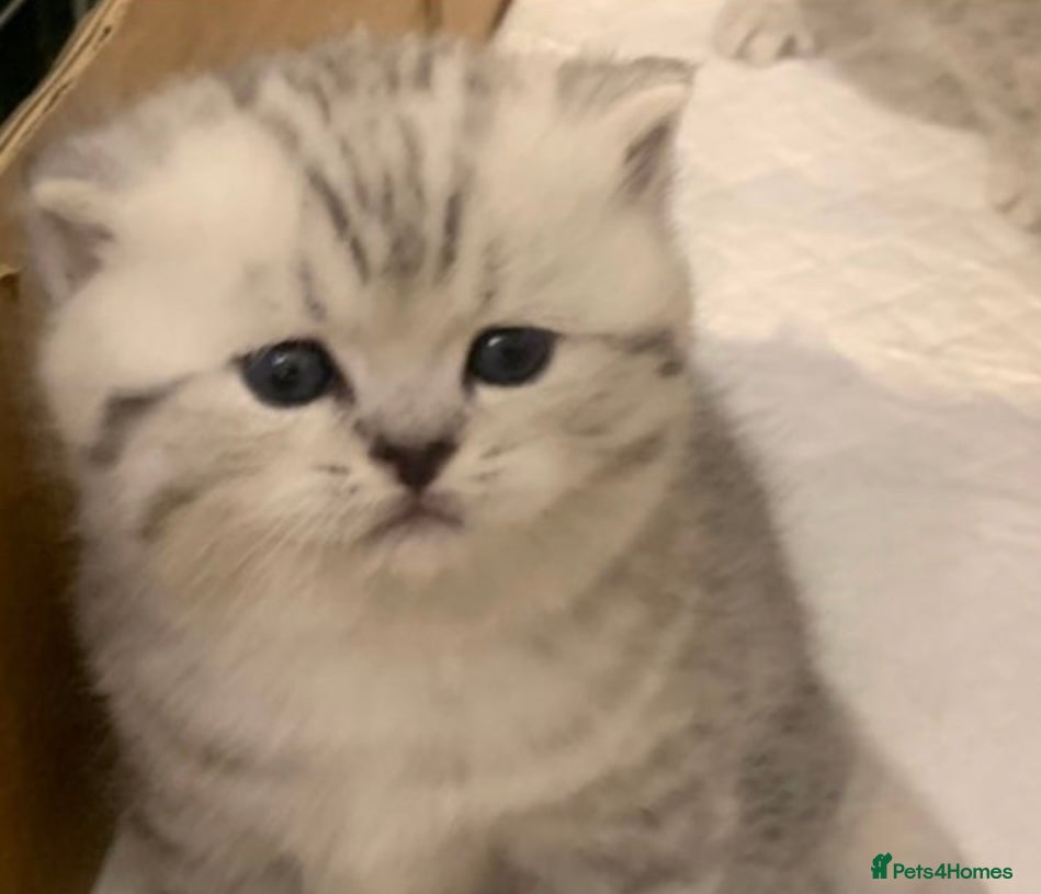 British Shorthair cats Silver Tabby British Shorthair Male - Advert 3