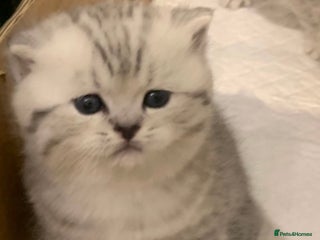 British Shorthair cats Silver Tabby British Shorthair Male - Advert 1
