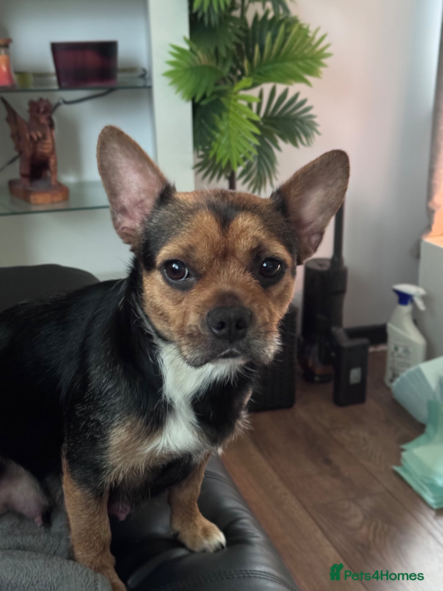 Mixed Breed dogs French bulldog x Yorkshire terrier - Advert 1