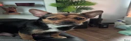 Mixed Breed dogs for sale: French bulldog x Yorkshire terrier - Advert 1