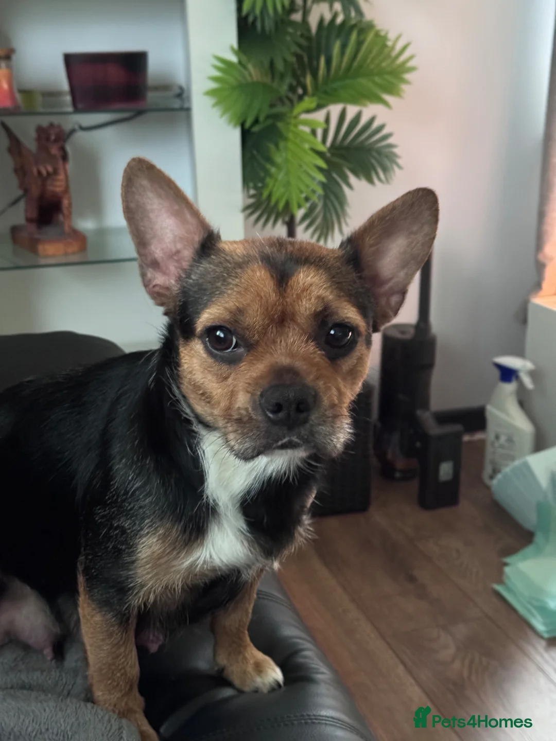Mixed Breed dogs for sale: French bulldog x Yorkshire terrier - Advert 1