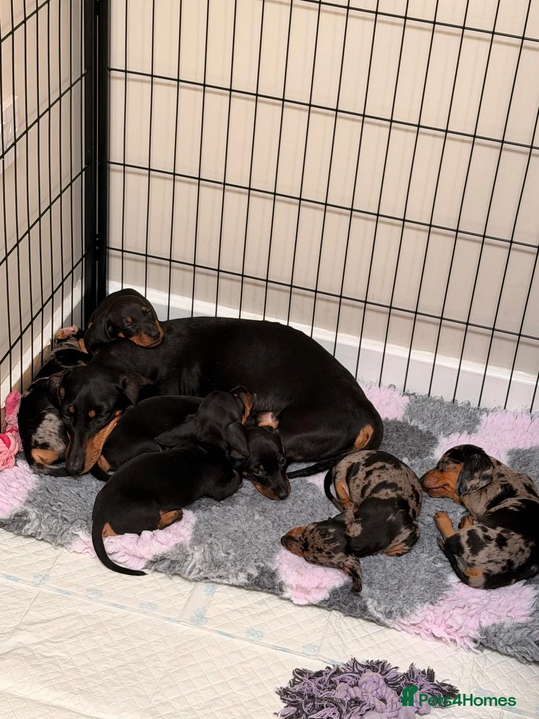 Miniature Dachshund dogs for sale: True to type miniature smooth dachshund puppies - Advert 2