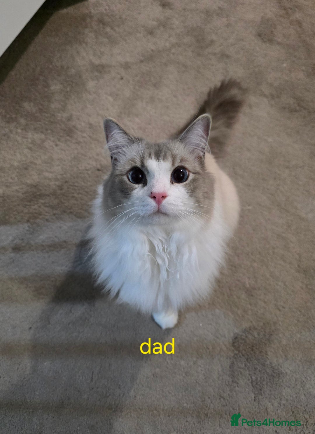 Ragdoll cats for sale: Gorgeous pure breed Ragdoll kittens  - Image 13