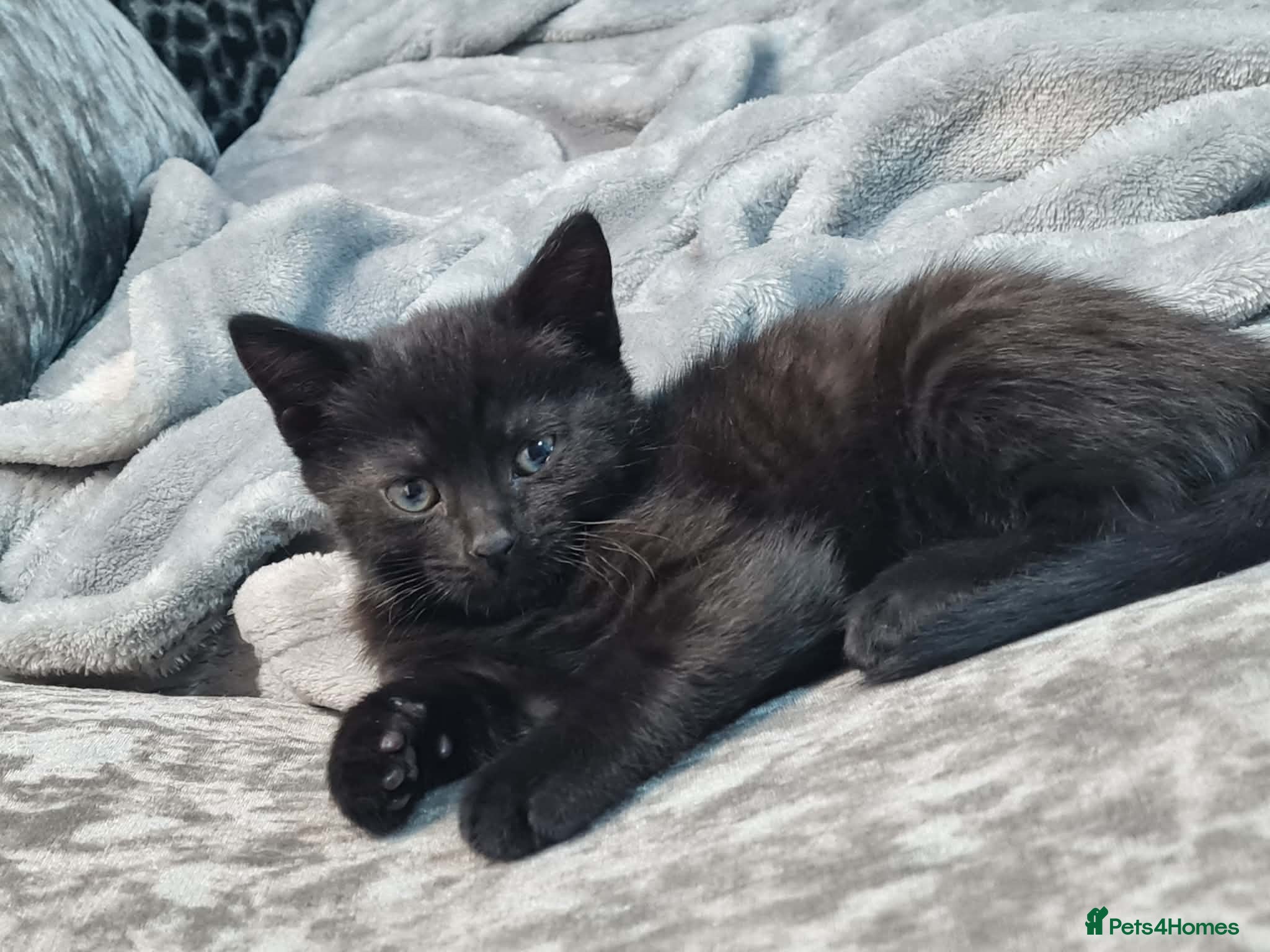 Mixed Breed cats Kittens - Advert 1