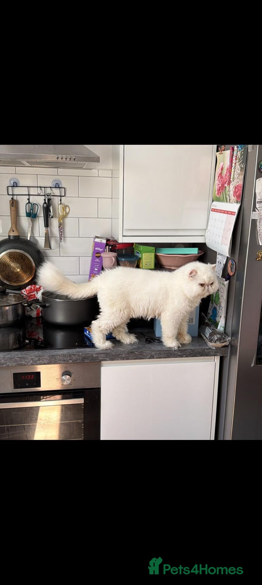 Persian cats for sale: Persian cat  male - Advert 6