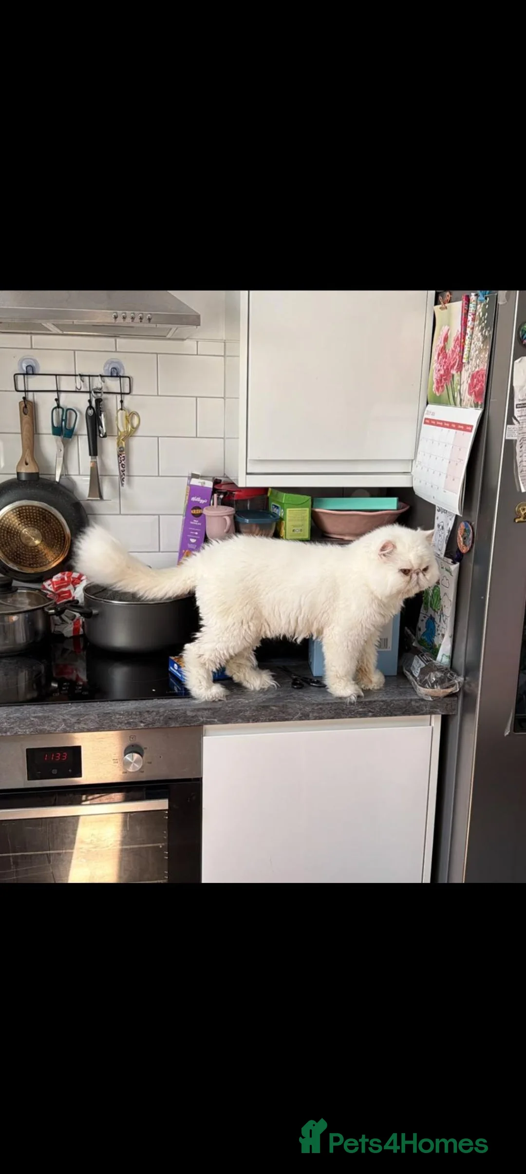 Persian cats for sale: Persian cat  male - Advert 1