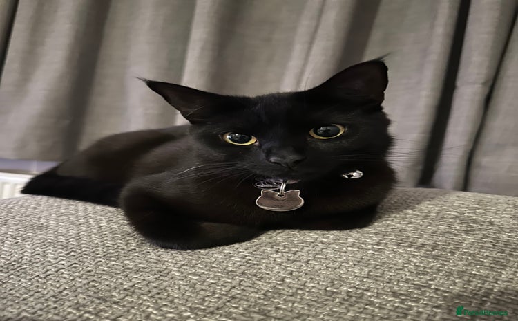 British Shorthair cats - Advert 3