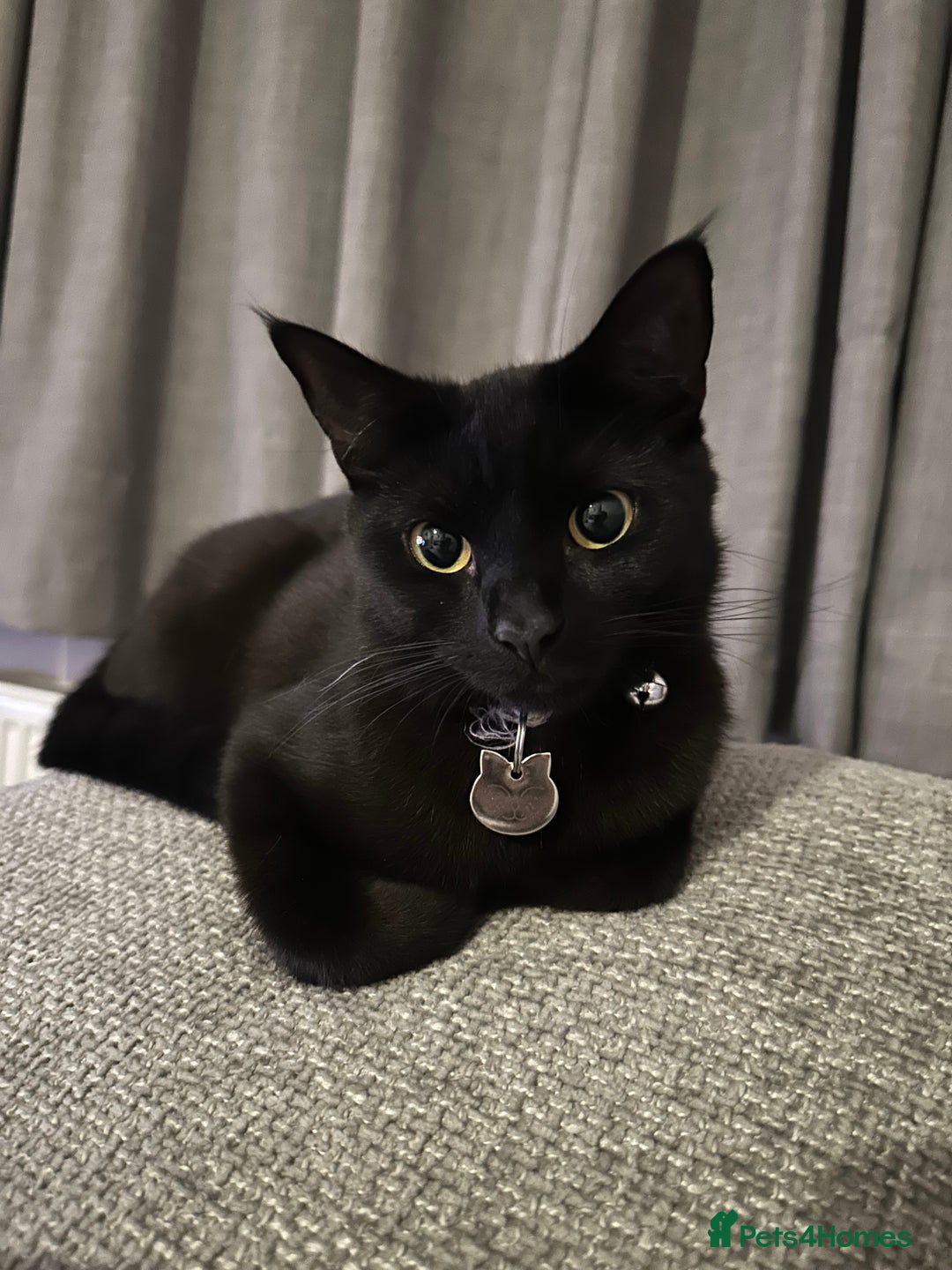 British Shorthair cats for sale: Poppy is looking for a new loving home - Image 1