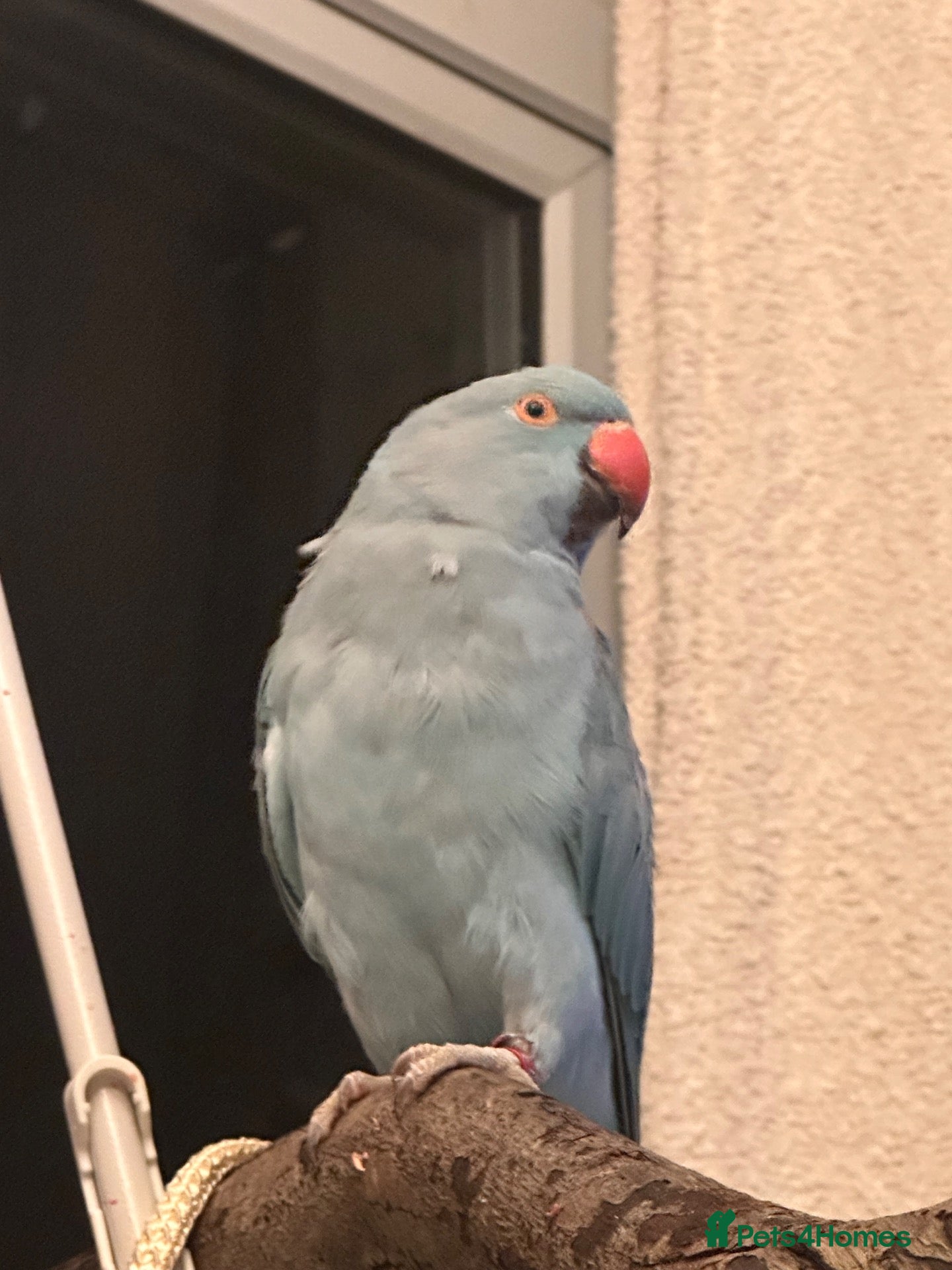 Ringnecks birds Indian Ringneck Female 1.8 years old - Advert 8