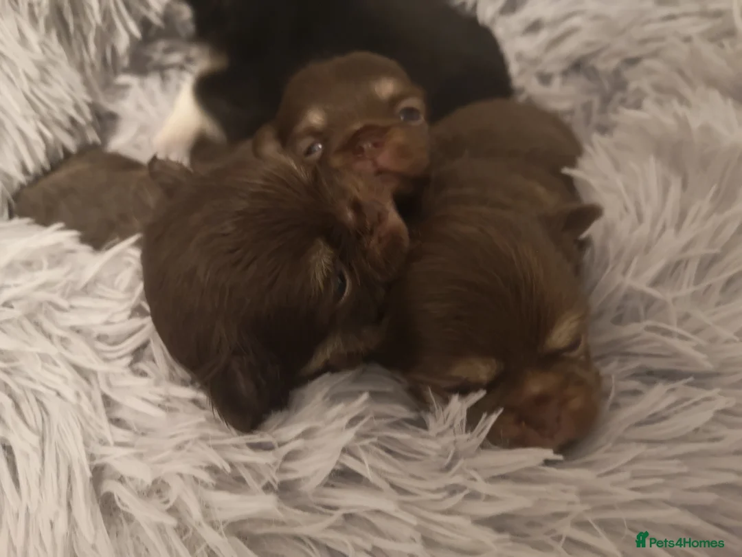 Chihuahua dogs for sale: Long haired chihuahua puppies - Advert 6