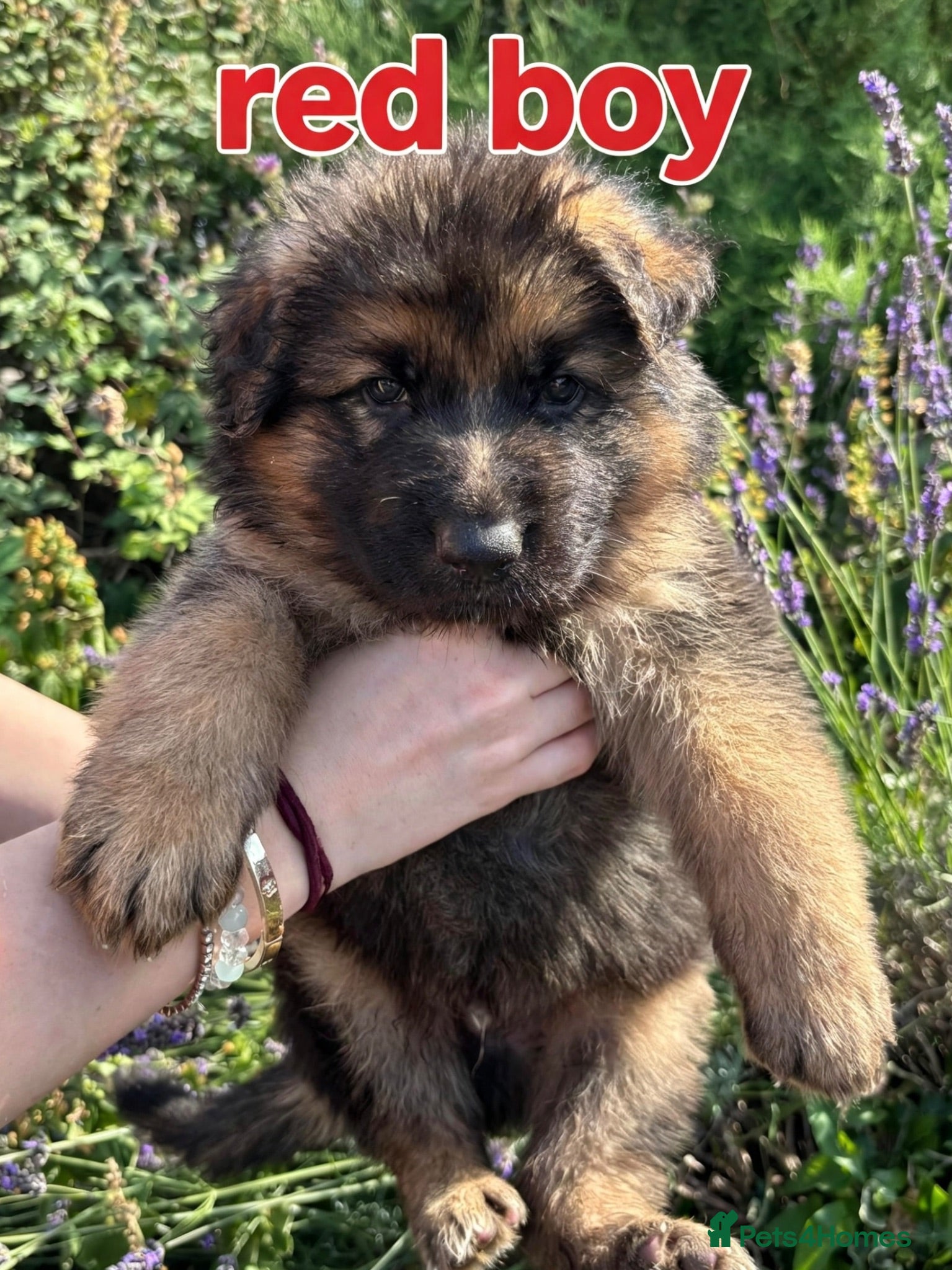 German Shepherd dogs Fluffy Long-Haired German Shepherd Puppies - Advert 9