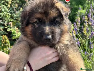 German Shepherd dogs Fluffy Long-Haired German Shepherd Puppies - Advert 5