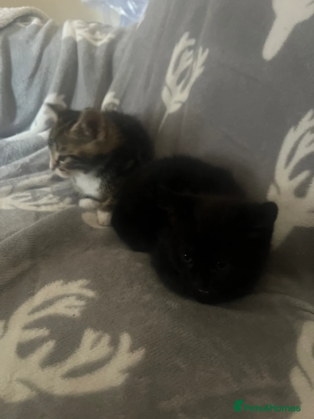 Mixed Breed cats for adoption: STORMZY - Advert 2