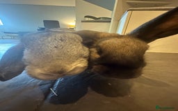 Mixed Breed rabbits for sale: 2 bonded female rabbits for rehoming  - Image 6