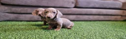 Miniature Dachshund dogs for sale: MINIATURE DACHSHUNDS PUPPIES  - Advert 11