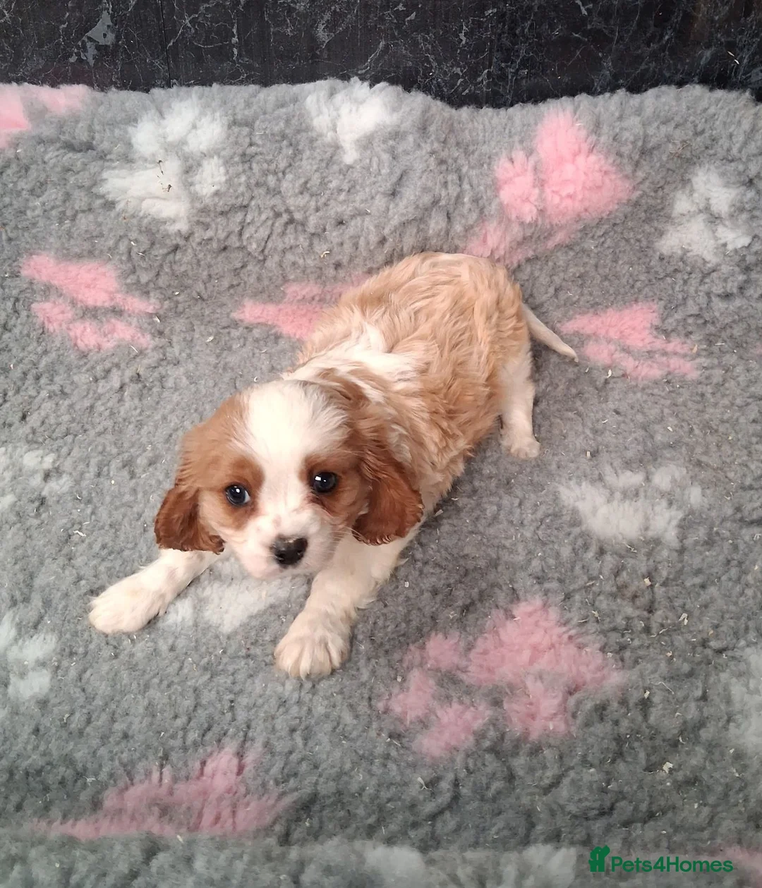 Cavalier King Charles Spaniel dogs for sale: Beautiful Cavalier pup - Advert 2